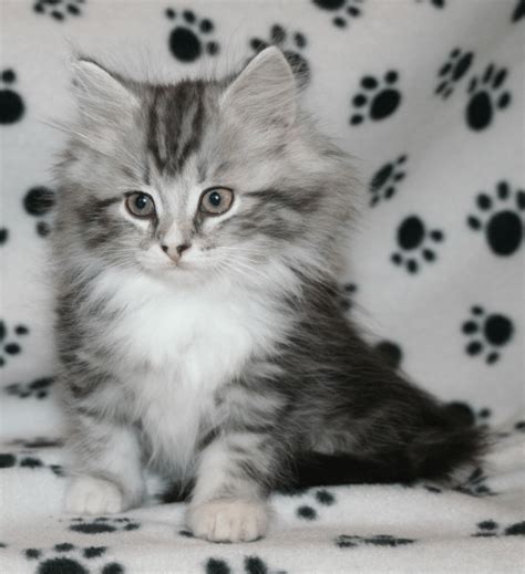 Find hypoallergenic cat in Ontario - Buy, Sell & Save with Canada&39;s 1 Local Classifieds. . Siberian cattery ontario canada
